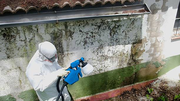 Trusted Mold Removal service in Hudson, NC - Cheap Mold Removal
